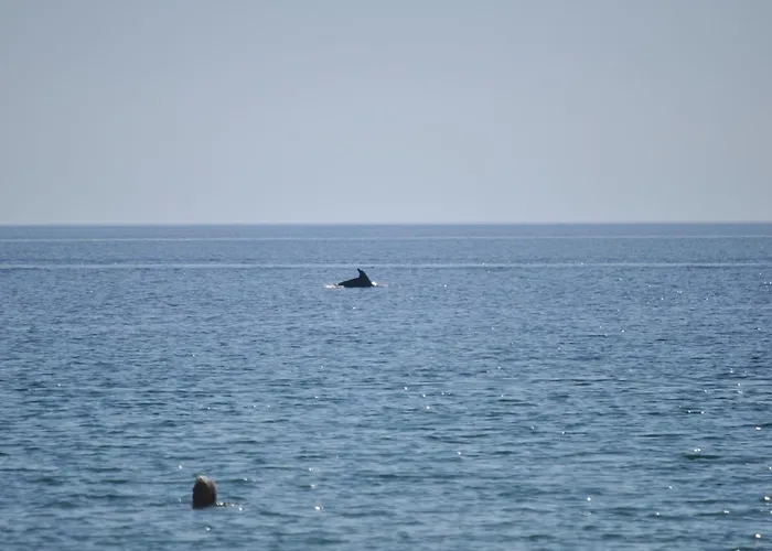 Assamaris * Aszproválta